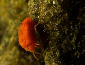 Limnochares
Wrinkled water mite,
unable to swim, 
hunt... by Chris Krambeck 